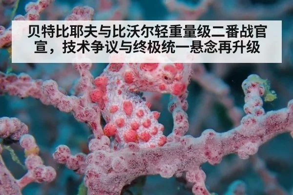 贝特比耶夫与比沃尔轻重量级二番战官宣，技术争议与终极统一悬念再升级